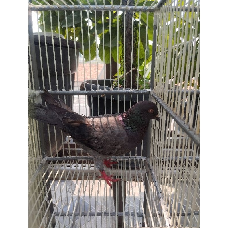 burung dara Betina warna polos