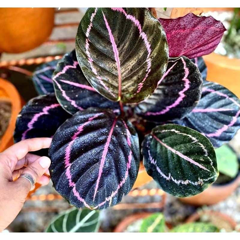 calathea black lipstik/ tanaman calathea black lipstik