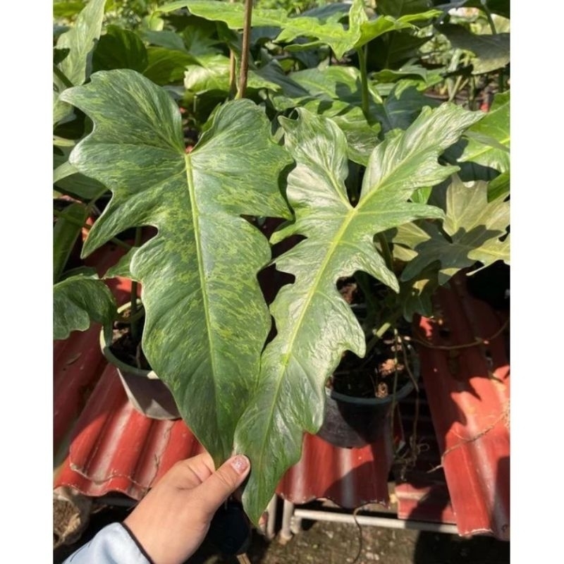 Philodendron Dragon Varigata