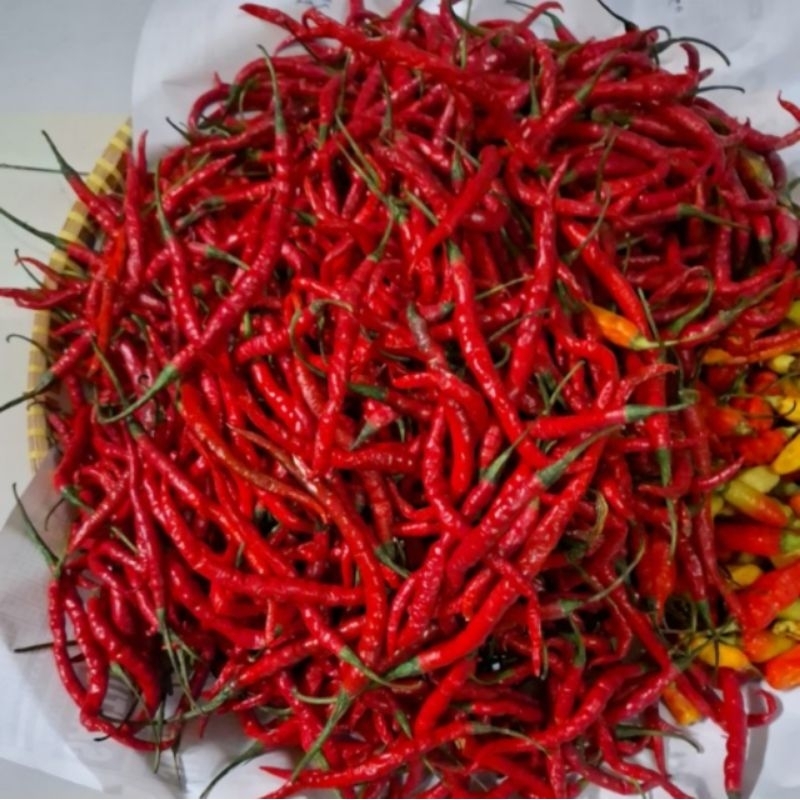 

CABAI MERAH KERITING ASLI BLITAR CABE SEGAR