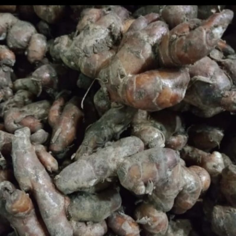 

Kencur/Cekur Segar 1 Kg