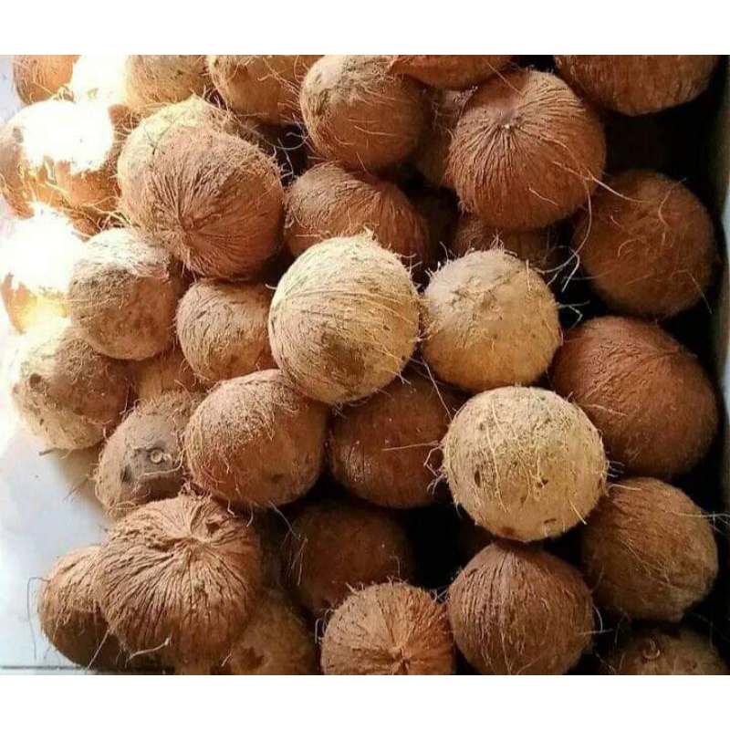 

kelapa tua