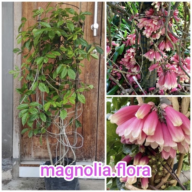 [ INDUKAN ] Tecomanthe dendrophila / new guinea temper vine / fraser island creeper / bibit tanaman 