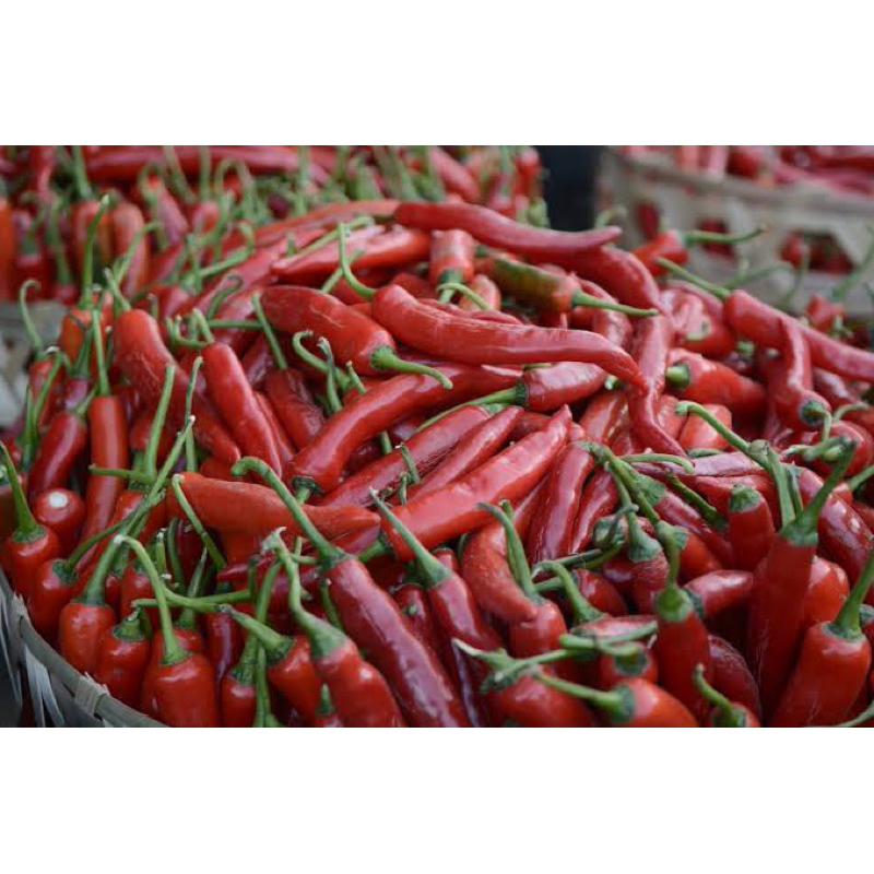 

CABE BESAR BAJA