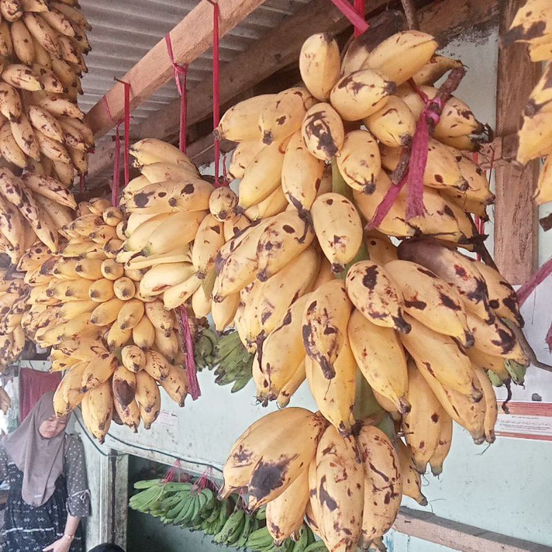 

Pisang Muli Enak