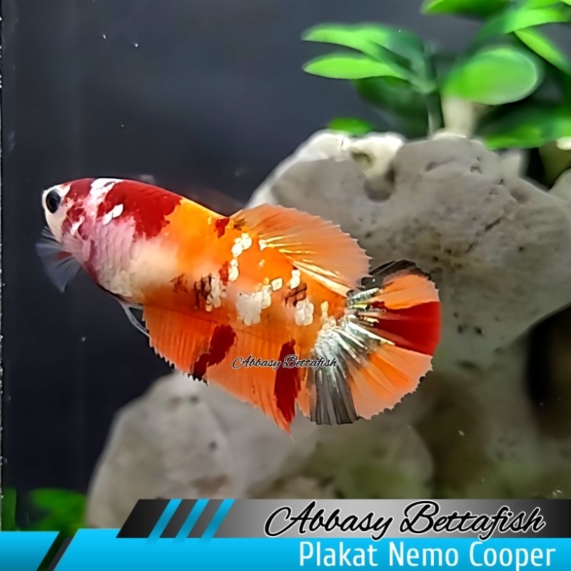 Plakat Nemo Cooper Female