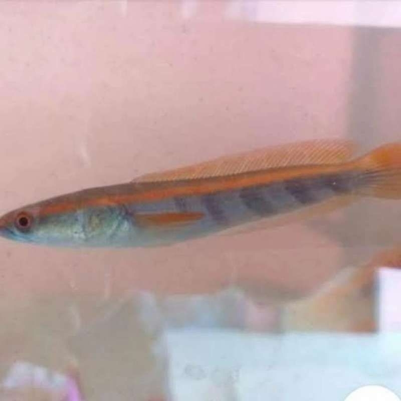 

Kardus isi Chana Maru red barito