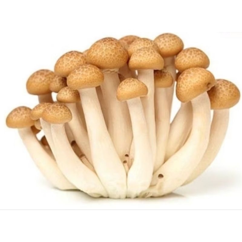 

Shimeji Dus 40 pack 6kg