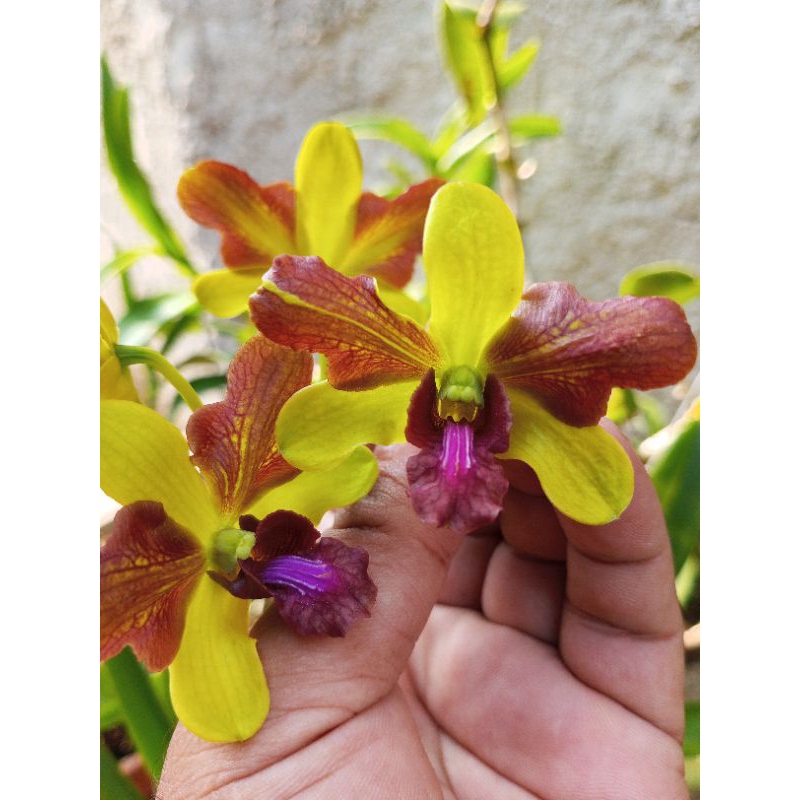 anggrek dendrobium maynel uraiwan 3lips