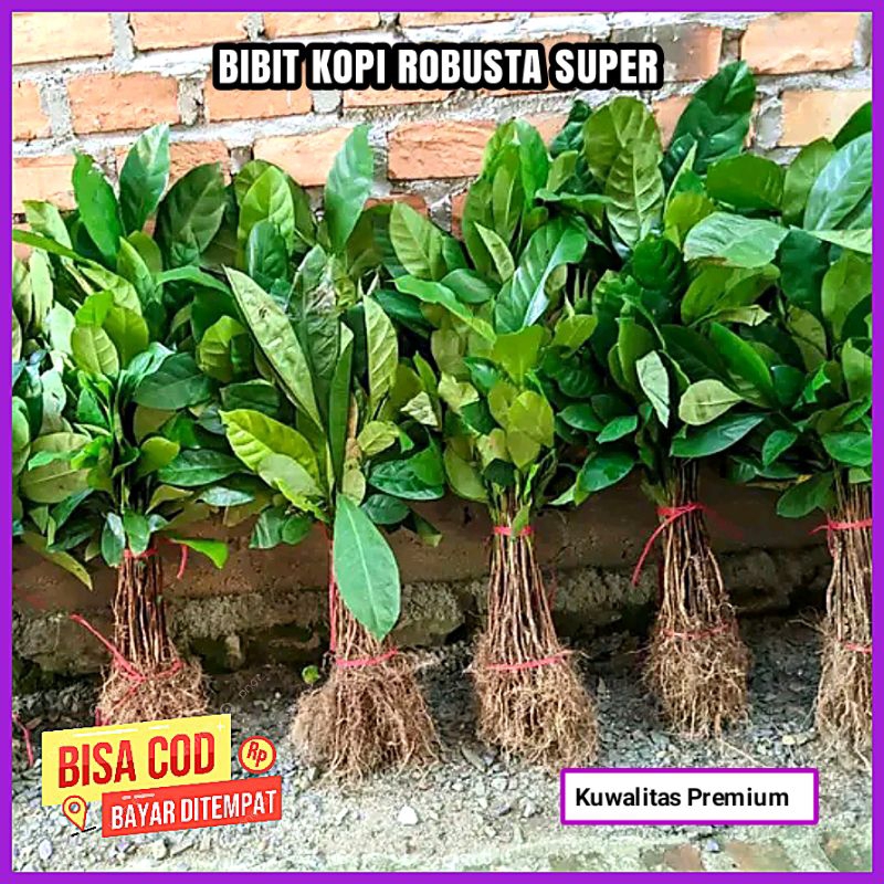Bibit Kopi Robusta Super Unggul Siap Tanam PREMIUM
