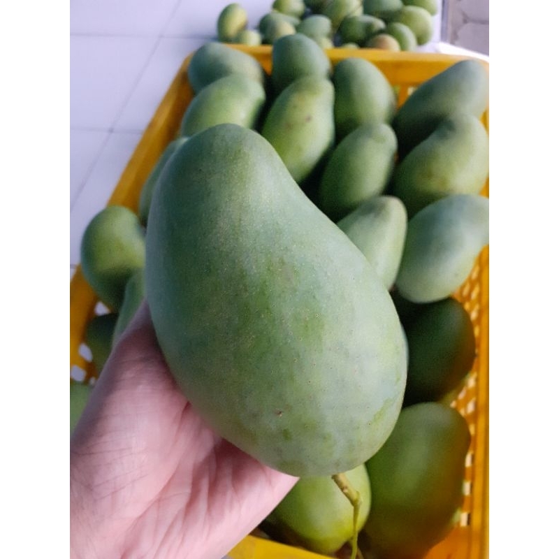 

(ISI 1 KARTON) BUAH MANGGA GADUNG SUPER KLONAL21