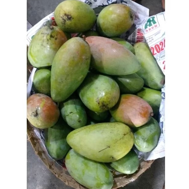 

PAKET MANGGA SULTAN, MANGGA KIOJAY 3KG