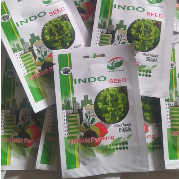 Benih selada batavia brava 1 gr INDO SEED