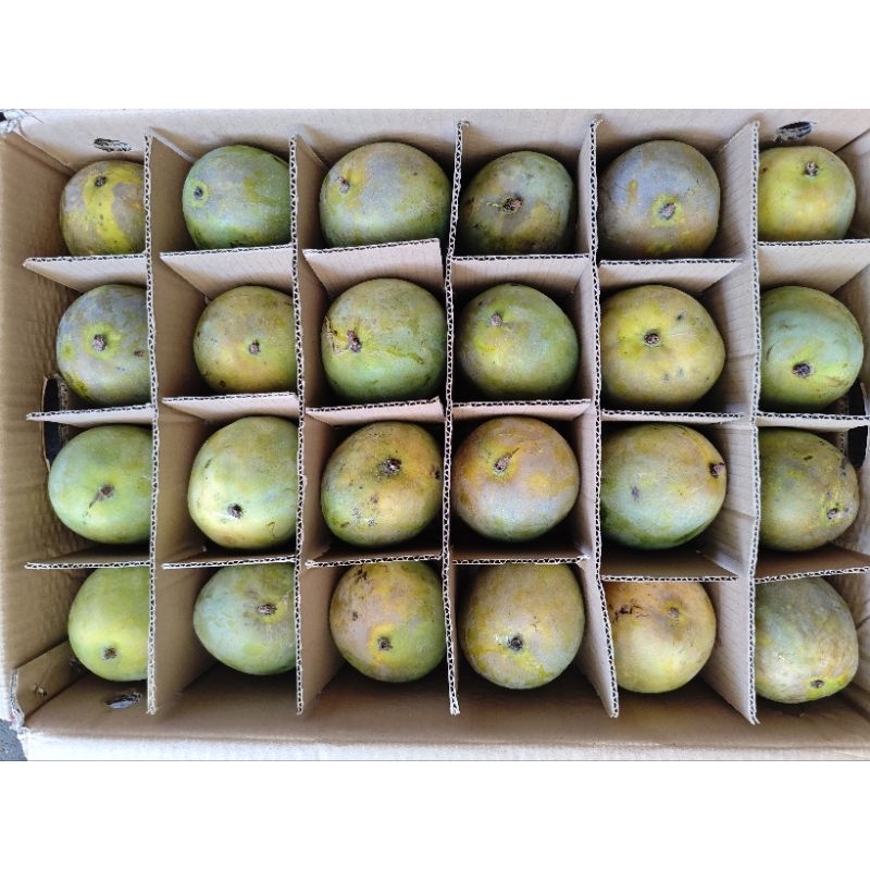 

mangga harumanis probolinggo 950-1000 gram (2 buah)