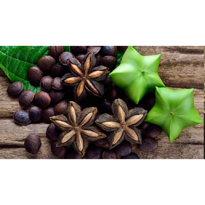 10 butir benih kacang sacha inchi