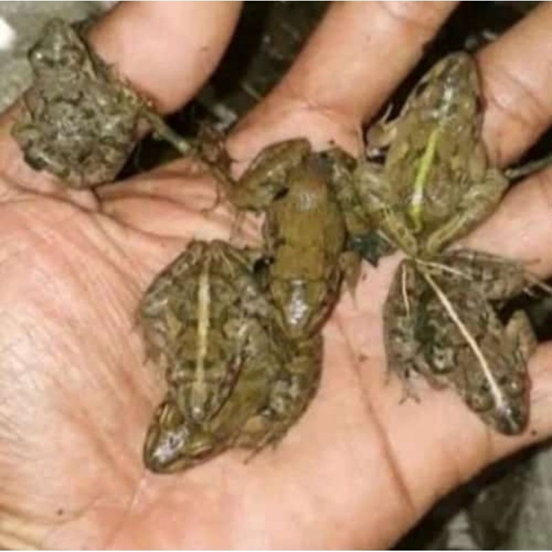 makanan ikan, kodok hidup pakan predator per 10 ekor