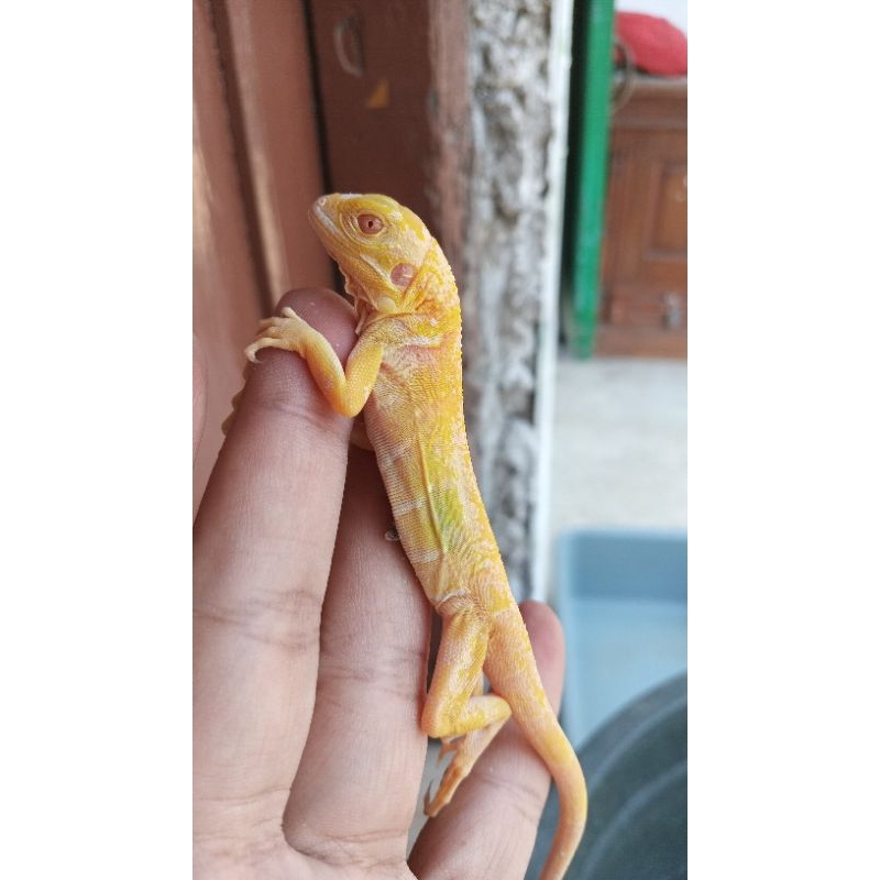 miniatur iguana red albino