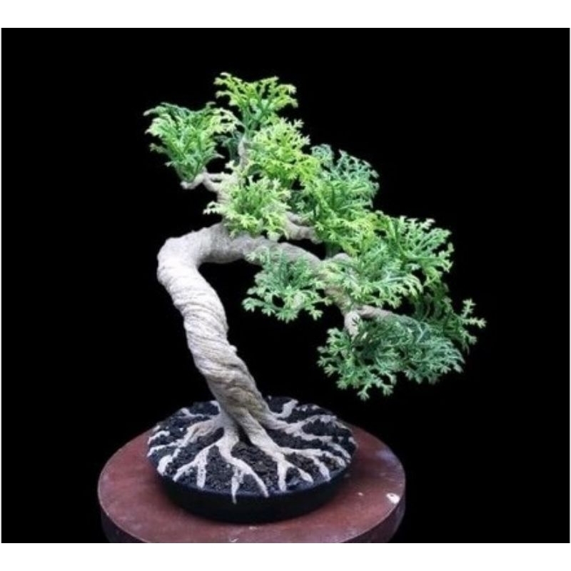 Bonsai Gaya Meliuk Hiasan Aquarium Bonsai Plastik