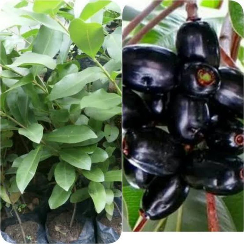 Bibit Juwet Jamblang /juwet Hitam super genjah