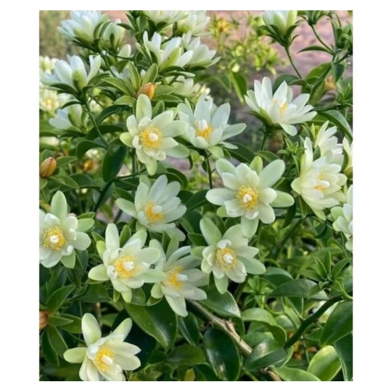 TANAMAN Hias Bunga Pareskia Aculata/ Lemon vine / Pareskia daun hijau