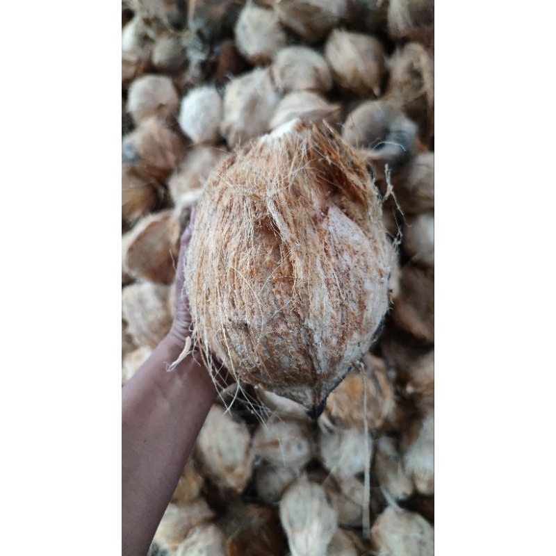 

Kelapa Kupas Tua Jambul Jambi