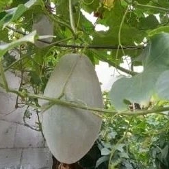 

BUAH KUNDUR BUAH BLIGO sejenis labu sayur stock ready
