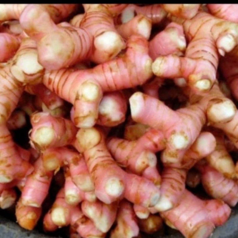 

Lengkuas/Laos Segar 500 gram