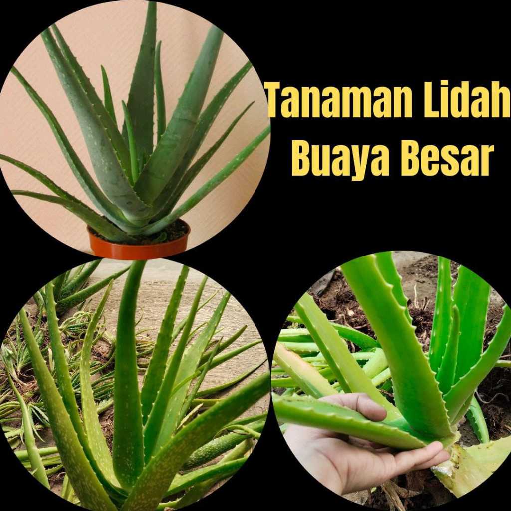 Pohon lidah buaya besar, Pohon lidah buaya jumbo, Tanaman lidah buaya besar