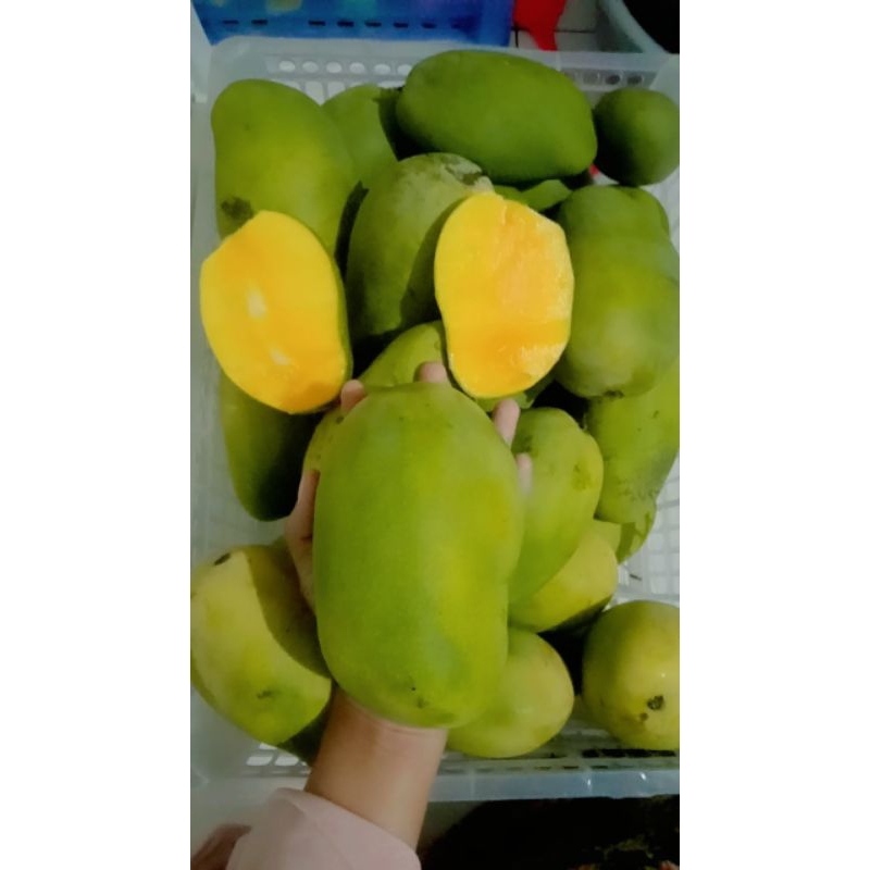 

mangga gadung super