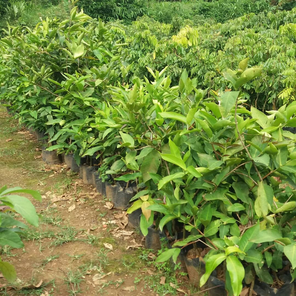 Bibit Jambu Air batang Besar ( DALHARI, CITRA, MADU DELI, KANCING MERAH )