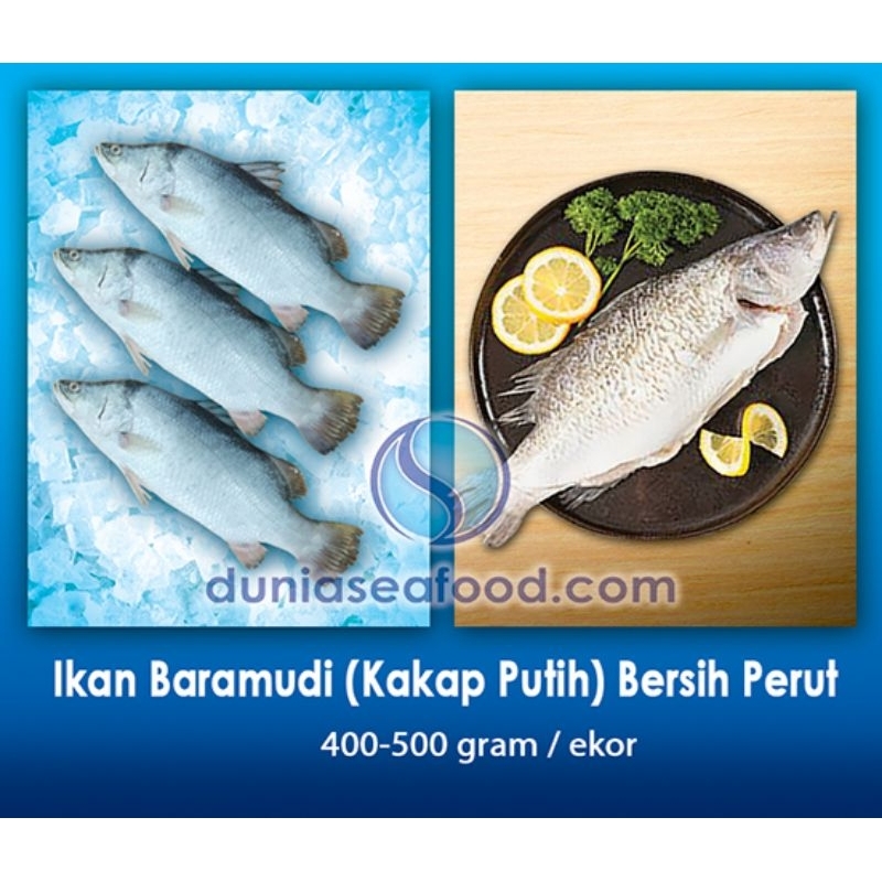 Ikan Baramudi (Kakap Putih) Bersih Perut 400-500 gram/ekor