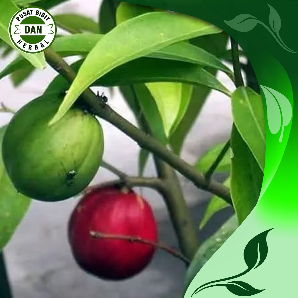 

Daun mahkota dewa segar 1 kg fresh - pusat bibit dan herbal