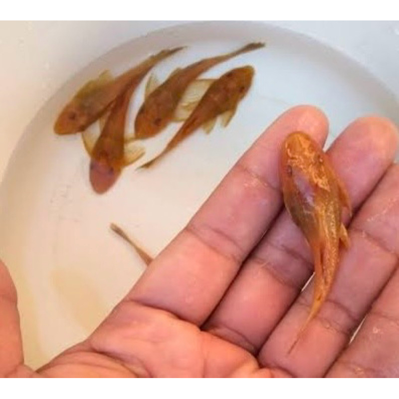 ikan sapu sapu / pembersih kaca albino termurah