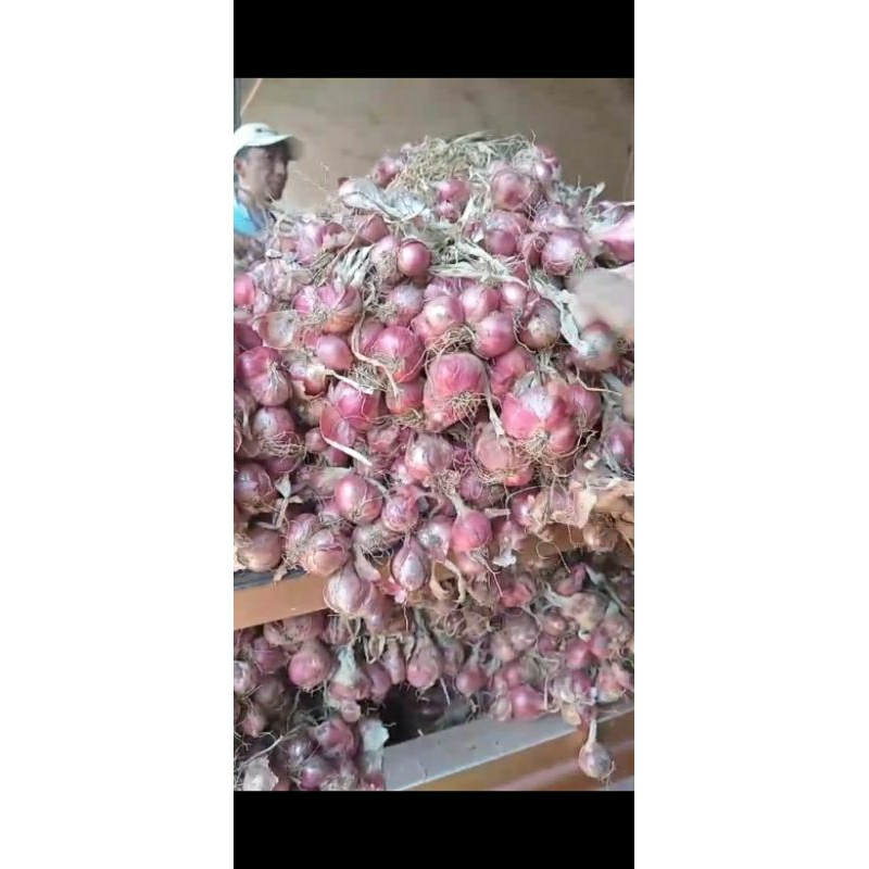 

bawang merah probolinggo type TB (Tanggung Besar)