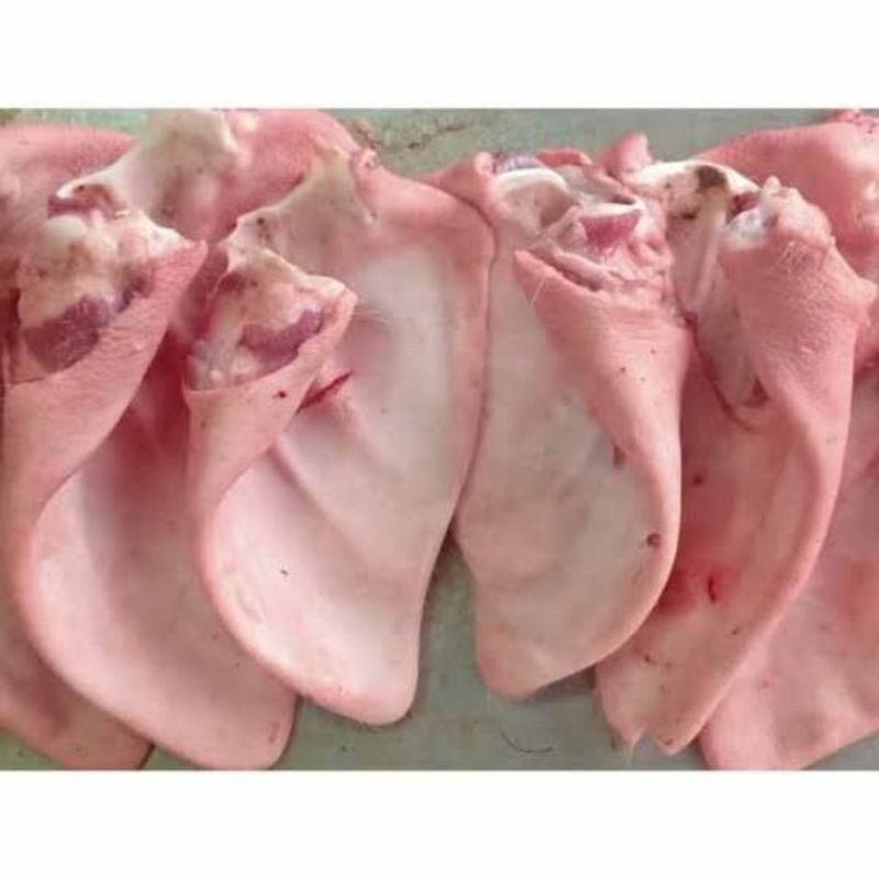 

KUPING BABI FRESH TANPA BULU