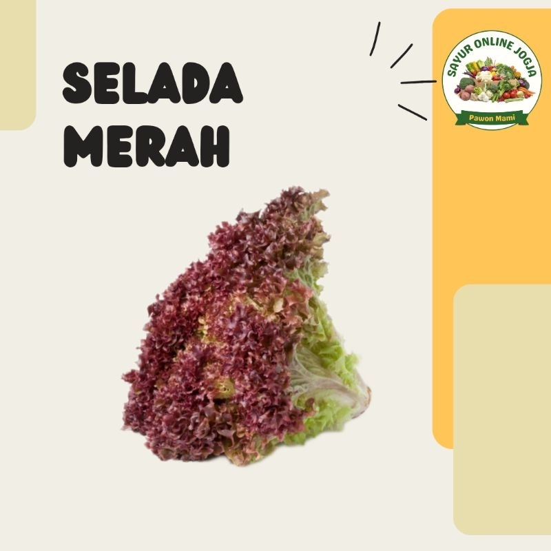 

Selada keriting merah lollorosa lolloroso 70gr - PAWON MAMI SAYUR ONLINE JOGJA