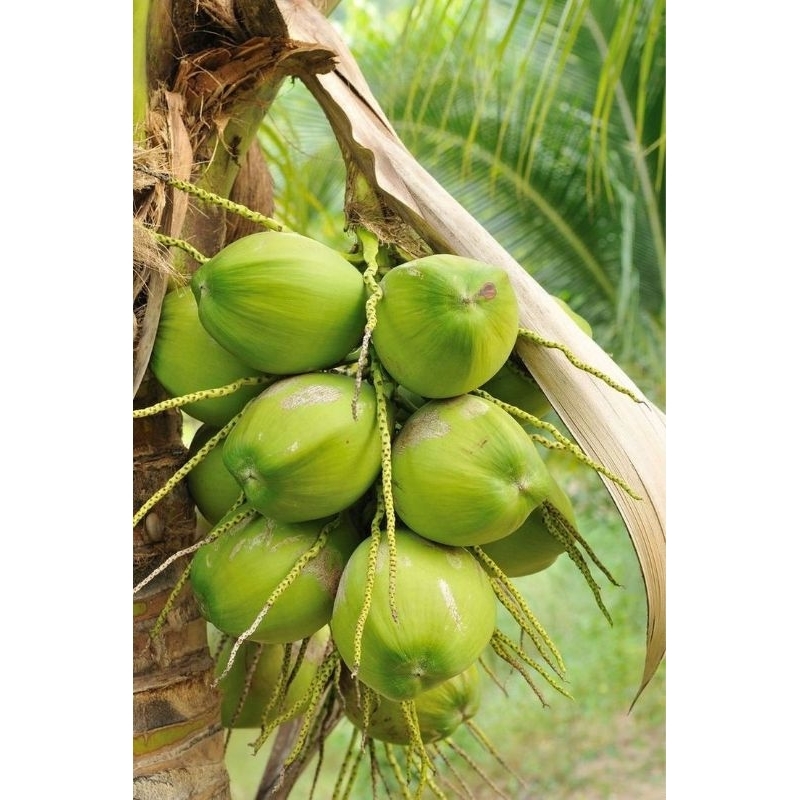

Kelapa Muda Hijau Segar