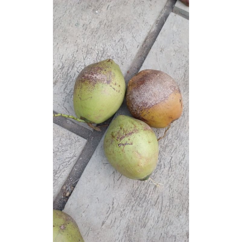 

kelapa kopyor