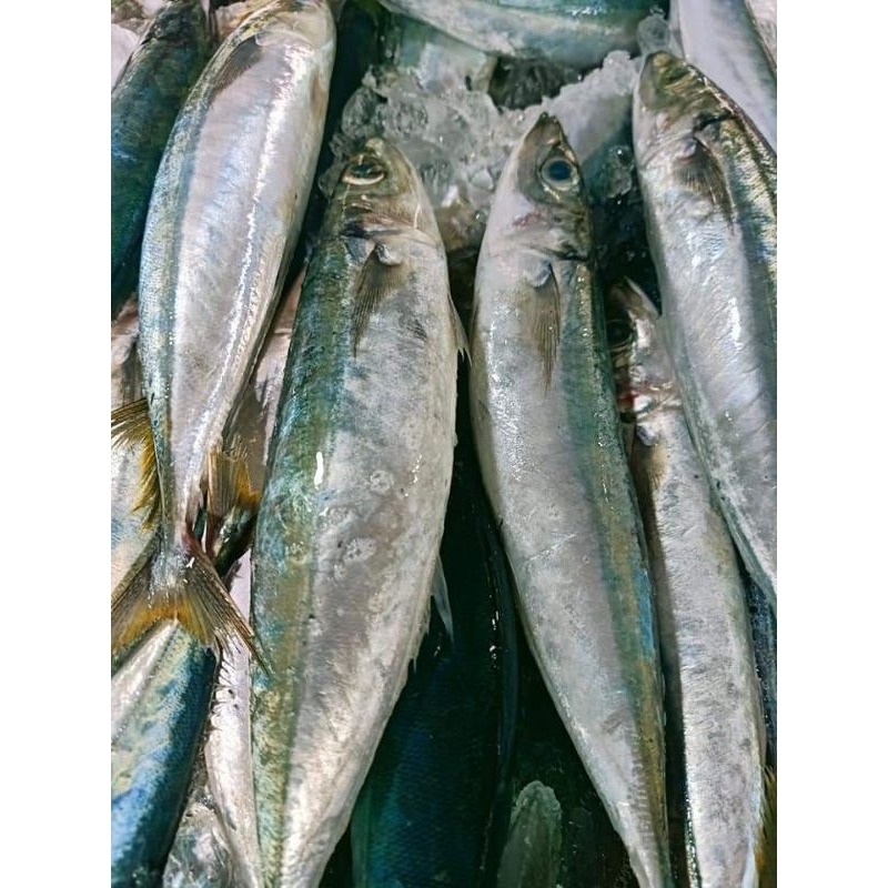 

Ikan segar dencis layang