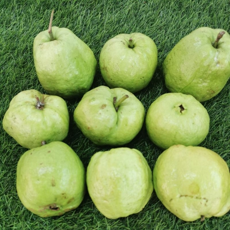 

Buah Jambu kristal enak manis