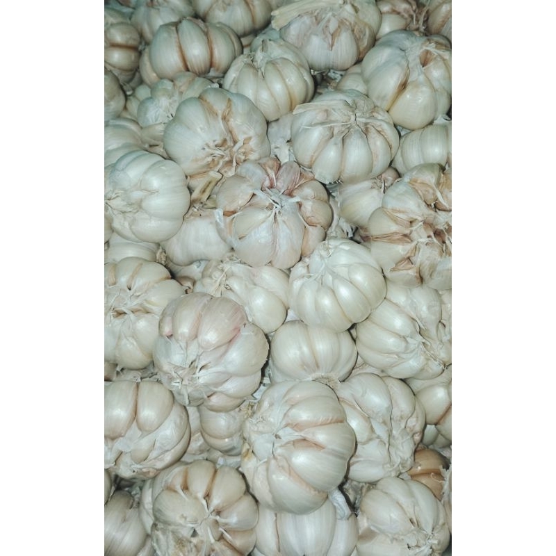 

Bawang putih murah JATIM