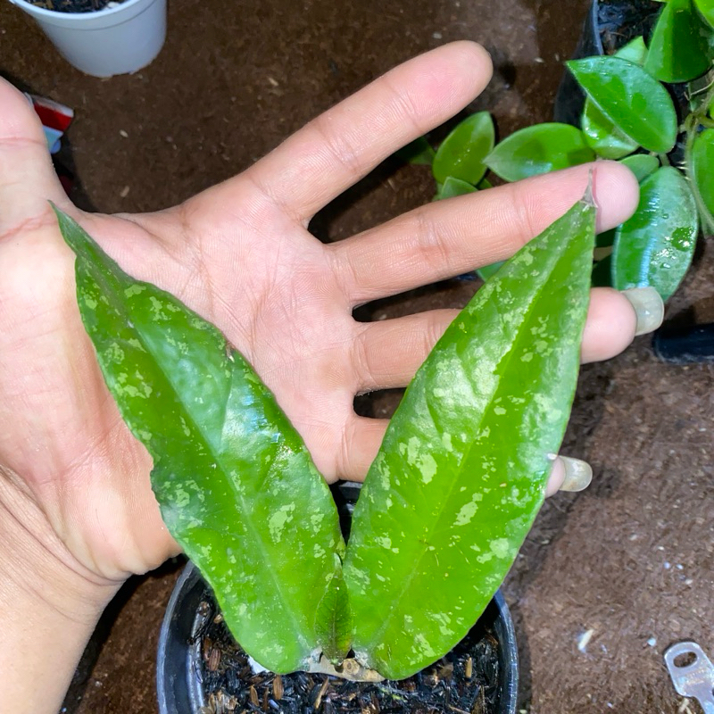 tanaman hoya sp aceh splas