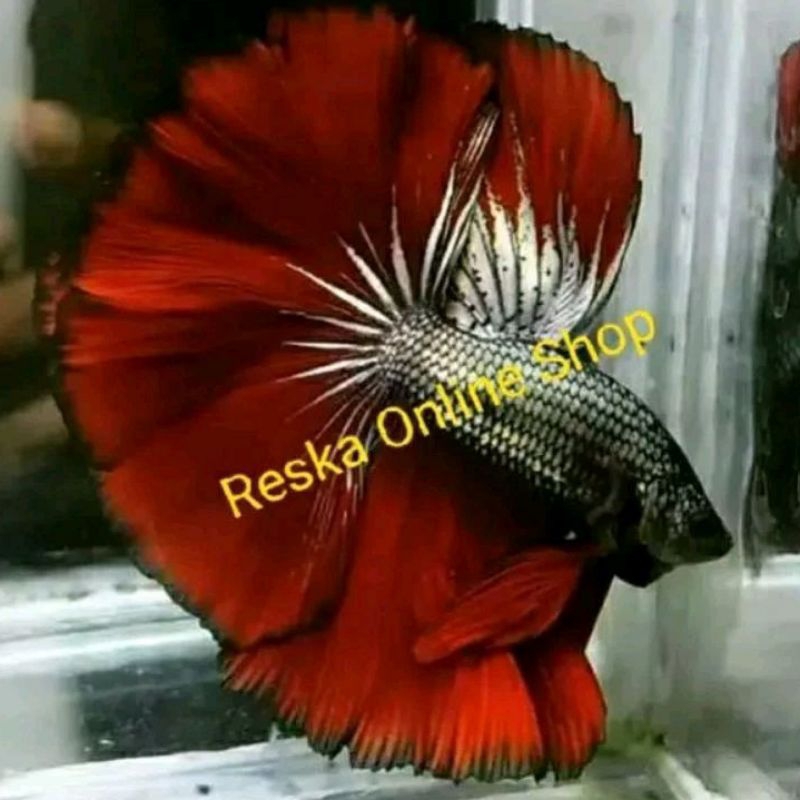 Ikan Cupang Halfmoon Rosetail Mustard Gas Red Coper Top Grade