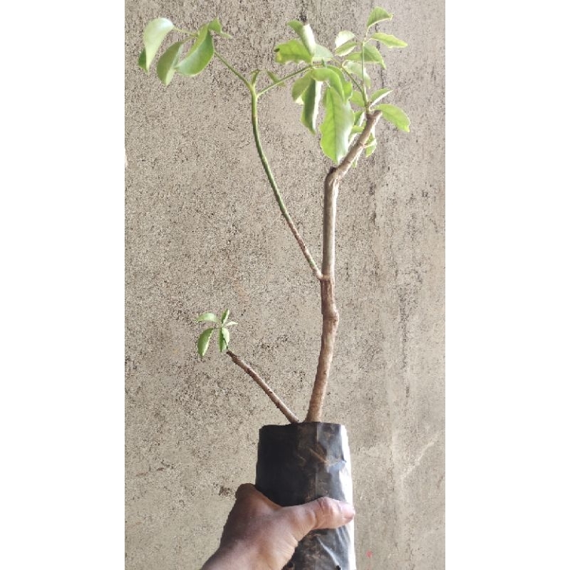 bahan bonsai tanaman Tlogosari realpic sesuai gambar