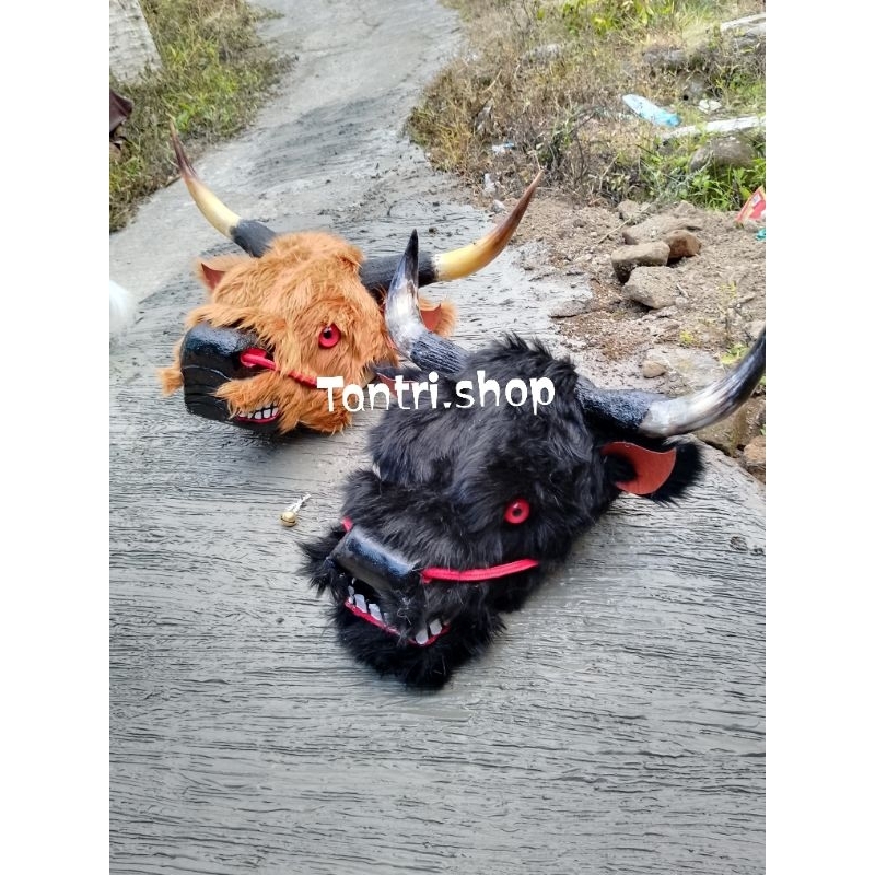 BANTENGAN BULU - BANTENG BULU KOREA HITAM - BANTENGAN - BANTENG GERANDONGAN - BANTENG 1,5 KIL - Bant
