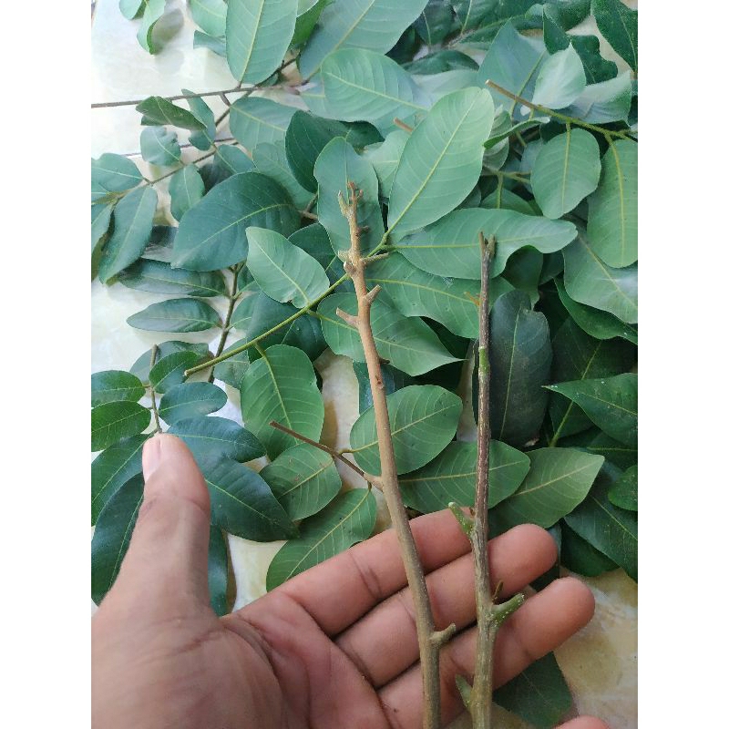 Entres Kelengkeng Kristalin