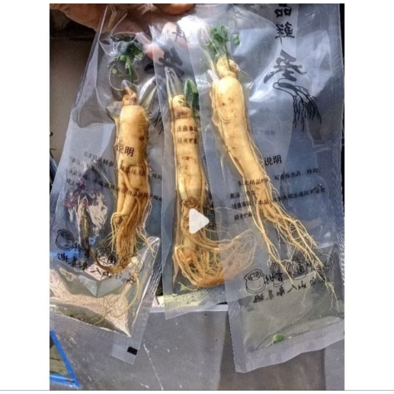 Ginseng Segar root Vacuum 1 Batang 100% Asli Herbal Joss bonus gambir siam 1pcs