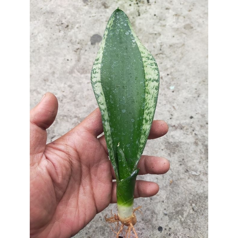 BIBIT TANAMAN HIAS SANSEVIERIA WHITNEY HOUSTON
