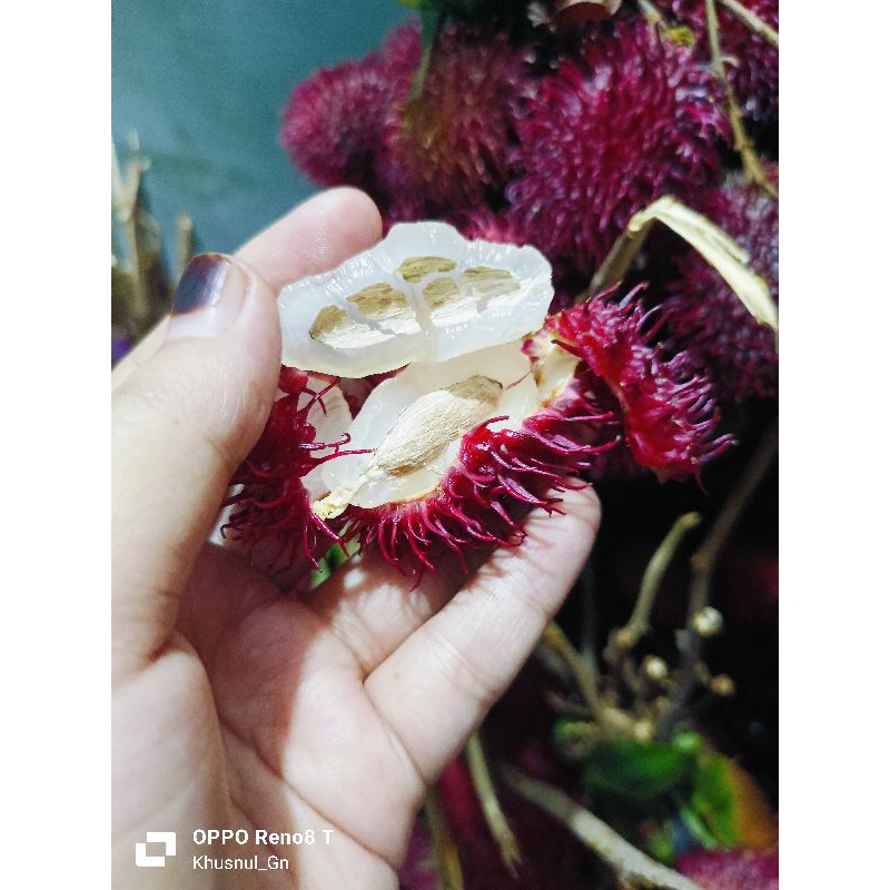 

RAMBUTAN FRESH 1 IKAT BB ±2KG