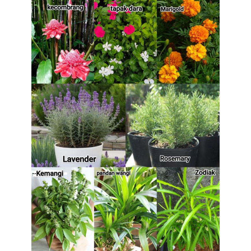 Tanaman Hias Pengusir Nyamuk - Tanaman pengusir nyamuk